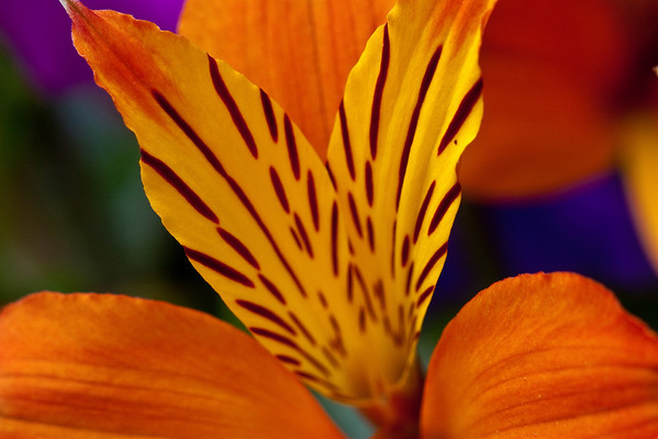 IMAGE: http://stover98074.smugmug.com/Flowers/Macro-Flowers/IMG1377/906510129_66Gx6-M.jpg