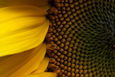 IMAGE: http://stover98074.smugmug.com/Flowers/Macro-Flowers/IMG4757/1012917894_9UFz3-S.jpg