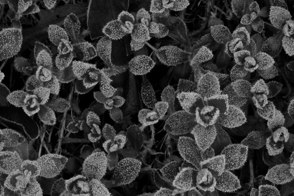 IMAGE: http://stover98074.smugmug.com/Flowers/Macro-Flowers/IMG8419/839396803_D243s-M.jpg